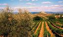 Beyond the towns historic walls, only olive trees and vines (and our tent somewhere in between).